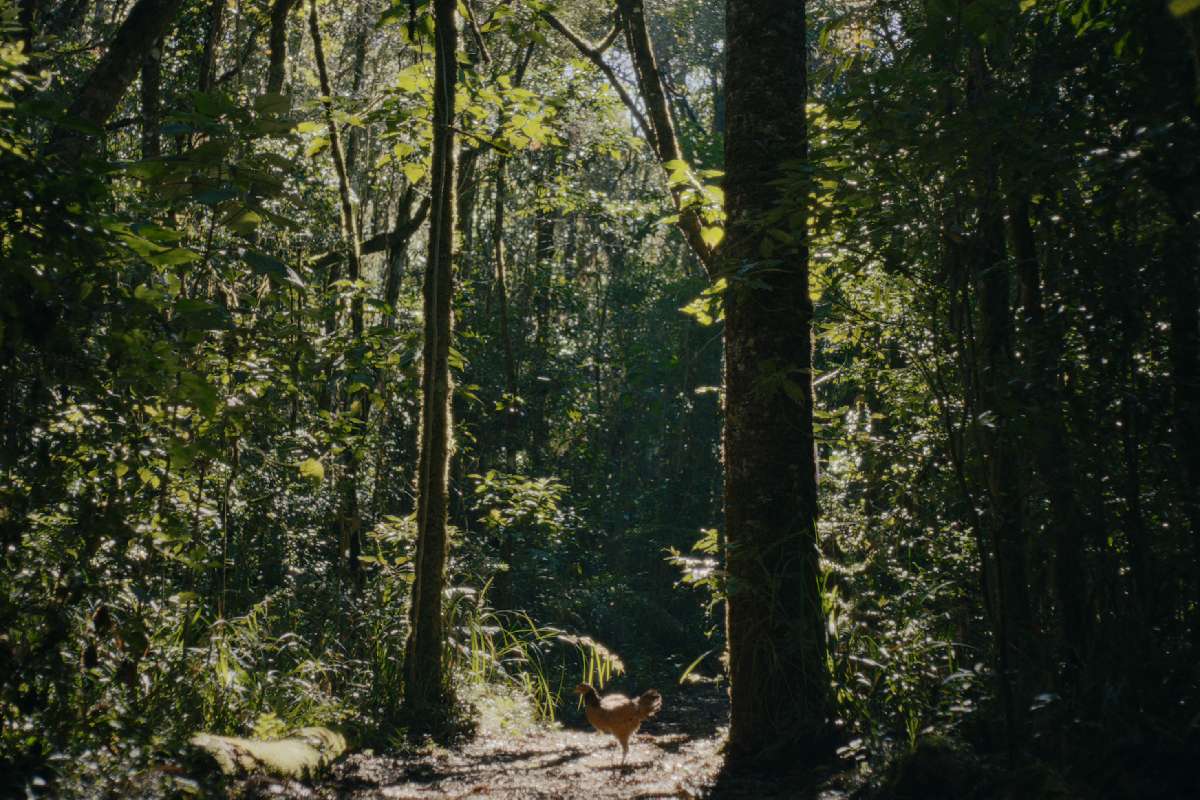 Film frame