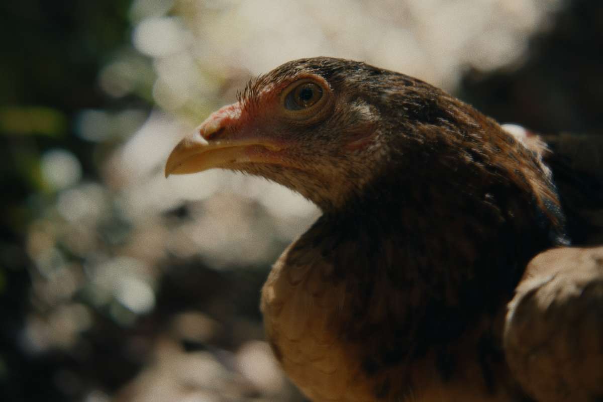 Film frame